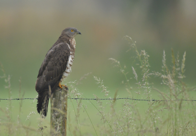 <i class='fa fa-user'></i> Ido |   Wespendief  <i class='fa fa-eye'> 692</i>  <i class='fa fa-thumbs-up'> 57</i>   <i class='fa fa-comment-o'> 24</i>