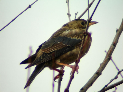 De vogel ruit steeds verder door.
