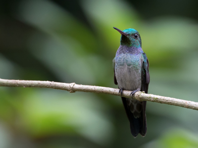 <i class='fa fa-user'></i> Paul van Giersbergen |   Blauwborstamazilia  <i class='fa fa-eye'> 106</i>  <i class='fa fa-thumbs-up'> 2</i>   <i class='fa fa-comment-o'> 1</i>