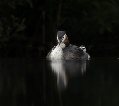 <i class='fa fa-user'></i> henksteen |   Fuut  <i class='fa fa-eye'> 273</i>  <i class='fa fa-thumbs-up'> 11</i>   <i class='fa fa-comment-o'> 16</i>