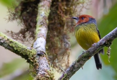 <i class='fa fa-user'></i> charlysax |   Lulu's Todietiran  <i class='fa fa-eye'> 118</i>  <i class='fa fa-thumbs-up'> 3</i>   <i class='fa fa-comment-o'> 4</i>