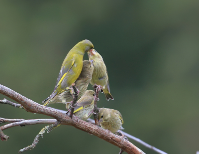 De hele dag al genoten in de tuin en de omgeving van het dorp waar ik woon van voerende ouders aan hun jonge grut. Op het eind van de dag kwam deze familie Groenling in een oude appelboom zitten, een mooie afsluiting van het weekend.