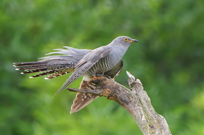 <i class='fa fa-user'></i> corvanspijk |   Koekoek  <i class='fa fa-eye'> 370</i>  <i class='fa fa-thumbs-up'> 18</i>   <i class='fa fa-comment-o'> 11</i>