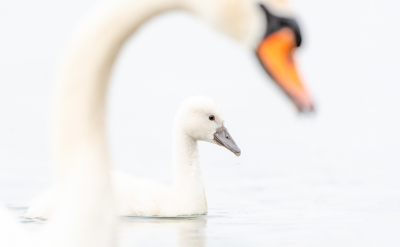 <i class='fa fa-user'></i> Hans Overduin |   Knobbelzwaan  <i class='fa fa-eye'> 259</i>  <i class='fa fa-thumbs-up'> 18</i>   <i class='fa fa-comment-o'> 8</i>