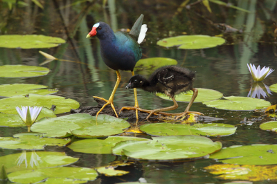 <i class='fa fa-user'></i> Martjan Lammertink |   Amerikaans Purperhoen  <i class='fa fa-eye'> 131</i>   <i class='fa fa-comment-o'> 1</i>