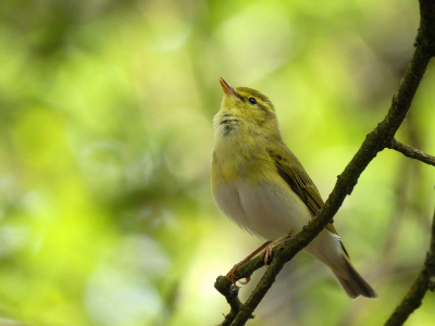 <i class='fa fa-user'></i> sieb |   Fluiter  <i class='fa fa-eye'> 287</i>  <i class='fa fa-thumbs-up'> 14</i>   <i class='fa fa-comment-o'> 13</i>