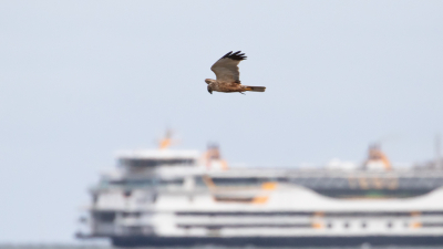 Deze bruine kiekendief liet zich mooi even zien met op de achtergrond de boot naar Texel.