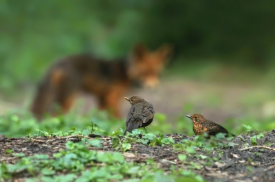 <i class='fa fa-user'></i> Frank Kremer |   Merel  <i class='fa fa-eye'> 496</i>  <i class='fa fa-thumbs-up'> 24</i>   <i class='fa fa-comment-o'> 17</i>