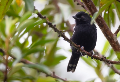 <i class='fa fa-user'></i> charlysax |   Grijskapmierklauwier  <i class='fa fa-eye'> 101</i>  <i class='fa fa-thumbs-up'> 1</i>   <i class='fa fa-comment-o'> 1</i>