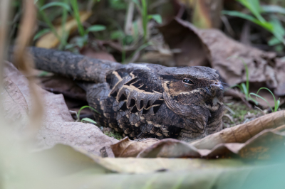 <i class='fa fa-user'></i> Paul van Giersbergen |   Pauraque  <i class='fa fa-eye'> 249</i>  <i class='fa fa-thumbs-up'> 3</i>   <i class='fa fa-comment-o'> 0</i>