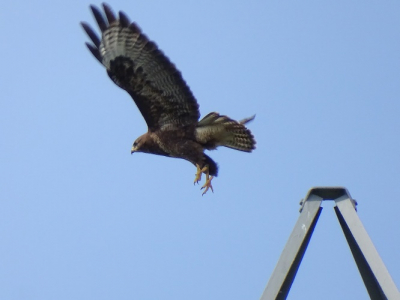 deze buizerd zat op een hoogspanningsmast. en ik had al mijn zoom nodig om deze foto te maken. het was niet erg makkelijk want je moest precies door de draden heen fotograferen maar het is toch gelukt.