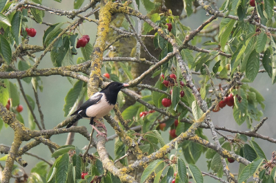 <i class='fa fa-user'></i> Gert-Jan Cromwijk |   Roze Spreeuw  <i class='fa fa-eye'> 359</i>  <i class='fa fa-thumbs-up'> 2</i>   <i class='fa fa-comment-o'> 9</i>