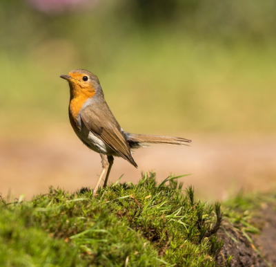 - Onderwerp is fotohut fotografie
- Ochtend met mooie opkomende zon

Rede van plaatsing is graag advies in de breedste vorm ik fotografeer sinds kort vogels en heb net de online cursus gedaan van Fotografie.nl en zoveel te leren over dit interessante onderwerp "Vogels"