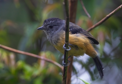 <i class='fa fa-user'></i> charlysax |   Grijskapmierklauwier  <i class='fa fa-eye'> 110</i>  <i class='fa fa-thumbs-up'> 2</i>   <i class='fa fa-comment-o'> 1</i>