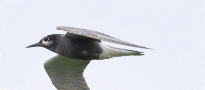 vanaf een mooi uitkijkpunt kunnen genieten van diverse vogels, die met regelmaat over vlogen. te ver weg om te fotograferen, tot deze zwarte stern langs kwam.