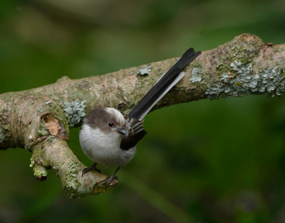 <i class='fa fa-user'></i> henkdikkers |   Staartmees  <i class='fa fa-eye'> 206</i>  <i class='fa fa-thumbs-up'> 5</i>   <i class='fa fa-comment-o'> 8</i>