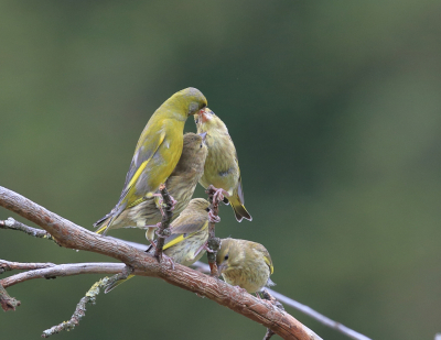 De hele dag al genoten in de tuin en de omgeving van het dorp waar ik woon van voerende ouders aan hun jonge grut. Op het eind van de dag kwam deze familie Groenling in een oude appelboom zitten, een mooie afsluiting van het weekend.
2e Upload na de eerste te gladde.