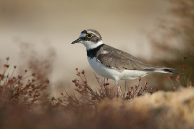 <i class='fa fa-user'></i> Gejo Wassink |   Kleine Plevier  <i class='fa fa-eye'> 325</i>  <i class='fa fa-thumbs-up'> 25</i>   <i class='fa fa-comment-o'> 17</i>