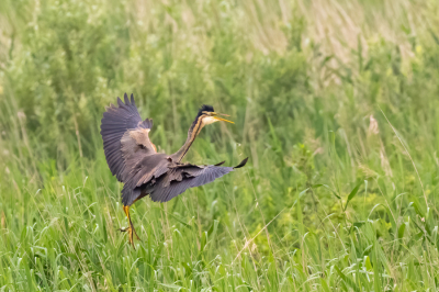 Wat ik bijzonder vind aan deze foto is wat naar mijn mening de luchtstroom doet met het verenpakket op de vleugels van deze landen Purperreiger. Ik heb dit nog nooit eerder gezien.