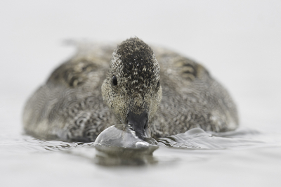 <i class='fa fa-user'></i> birdman |   Krakeend  <i class='fa fa-eye'> 685</i>  <i class='fa fa-thumbs-up'> 13</i>   <i class='fa fa-comment-o'> 15</i>