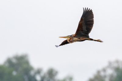 Deze Purperreiger kon ik in volledige vlucht vastleggen en hierop zijn goed de prachtige kleuren van deze bijzonder mooie reigerssoort te zien.