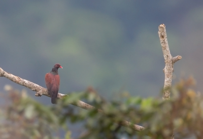 <i class='fa fa-user'></i> charlysax |   Geschubde Duif  <i class='fa fa-eye'> 187</i>  <i class='fa fa-thumbs-up'> 5</i>   <i class='fa fa-comment-o'> 2</i>