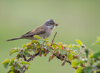 <i class='fa fa-user'></i> Hillebrand Keun |   Grasmus  <i class='fa fa-eye'> 183</i>  <i class='fa fa-thumbs-up'> 7</i>   <i class='fa fa-comment-o'> 4</i>