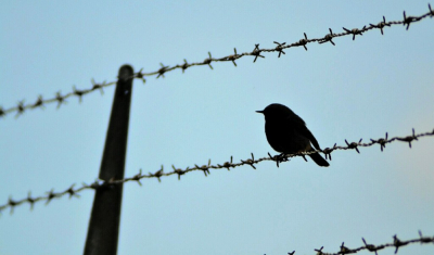 Mijn andere foto's lijken erg veel pixels te krijgen door het kleiner maken voor birdpix waardoor ze niet meer mooi zijn, met een silhouetje zal dat wel meevallen dacht ik zo. Ik was met de JNM (jongeren voor natuur en milieu) op kamp in het lauwersmeergebied, we gingen toen ook even in de haven kijken. Daar kunnen leuke vogels als draaihals zitten. Deze niet gevonden maar wel een leuke zwarte roodstaart. Deze ging voor ons op het prikkeldraad zitten en door het tegenlicht ontstond er een mooi silhouetje. Ik hoop dat de foto nu wel gewoon goed blijft.