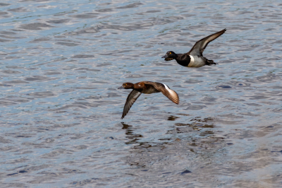 Vanmiddag nog even rond het Nuldernauw gekeken naar de aldaar aanwezige watervogels, toen dit echtpaar Kuifeend voorbij kwam vliegen, vrouwtje voorop de man er achteraan.