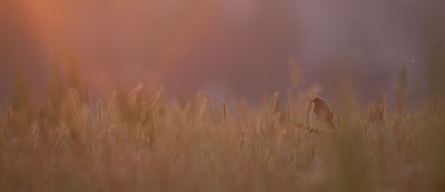 <i class='fa fa-user'></i> Fons Hoiting |   Gele Kwikstaart  <i class='fa fa-eye'> 278</i>  <i class='fa fa-thumbs-up'> 18</i>   <i class='fa fa-comment-o'> 13</i>