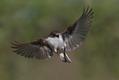 <i class='fa fa-user'></i> Gejo Wassink |   Bonte Vliegenvanger  <i class='fa fa-eye'> 253</i>  <i class='fa fa-thumbs-up'> 9</i>   <i class='fa fa-comment-o'> 7</i>