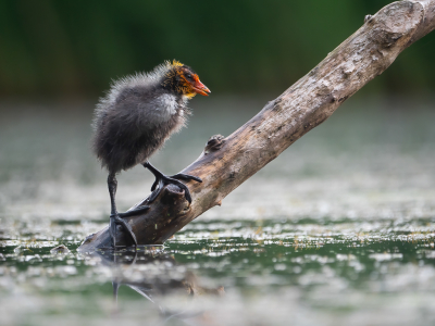 <i class='fa fa-user'></i> Vincent Vuik |   Meerkoet  <i class='fa fa-eye'> 245</i>  <i class='fa fa-thumbs-up'> 19</i>   <i class='fa fa-comment-o'> 16</i>