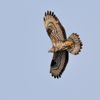 <i class='fa fa-user'></i> Peter Soer |   Wespendief  <i class='fa fa-eye'> 396</i>  <i class='fa fa-thumbs-up'> 8</i>   <i class='fa fa-comment-o'> 3</i>