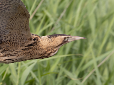 <i class='fa fa-user'></i> Marcel van der Tol |   Roerdomp  <i class='fa fa-eye'> 365</i>  <i class='fa fa-thumbs-up'> 7</i>   <i class='fa fa-comment-o'> 9</i>