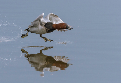 <i class='fa fa-user'></i> LubbertBoersma |   Tafeleend  <i class='fa fa-eye'> 245</i>  <i class='fa fa-thumbs-up'> 12</i>   <i class='fa fa-comment-o'> 4</i>