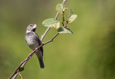 <i class='fa fa-user'></i> charlysax |   Papegaaidikbekje  <i class='fa fa-eye'> 139</i>  <i class='fa fa-thumbs-up'> 1</i>   <i class='fa fa-comment-o'> 2</i>