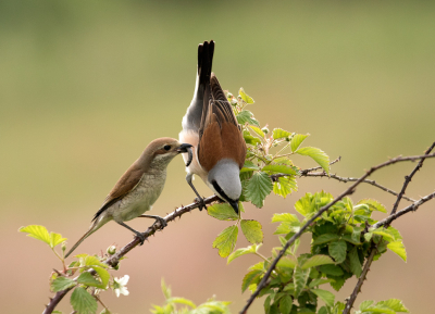 <i class='fa fa-user'></i> Kees Kroon |   Grauwe Klauwier  <i class='fa fa-eye'> 455</i>  <i class='fa fa-thumbs-up'> 21</i>   <i class='fa fa-comment-o'> 16</i>