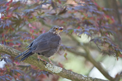 <i class='fa fa-user'></i> Gert-Jan Cromwijk |   Merel  <i class='fa fa-eye'> 264</i>   <i class='fa fa-comment-o'> 3</i>