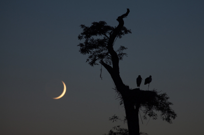 <i class='fa fa-user'></i> Adri Gr Nuelend |   Ooievaar  <i class='fa fa-eye'> 480</i>  <i class='fa fa-thumbs-up'> 24</i>   <i class='fa fa-comment-o'> 14</i>