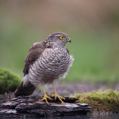 Wegens telkenmale pech had ik nooit eerder een sperwer deftig op de plaat gekregen. Nu even meer geluk gehad. Mij bij een waterplas genstalleerd en hopend op dringende vogels.