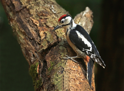 Mijn schuiltentje gaat elke keer mee op vakantie. Zoals ook deze keer in Limburg in een huisje naast een bos. Er waren vrij veel vogels die wel een paar dagen moesten wennen aan mijn schuiltentje. 
Daarna kon ik van een meter of 6 fotos maken van onder andere een jonge grote bonte specht die regelmatig met of zonder zijn vader langskwam.
Groeten, Rob