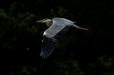 Reiger vliegt mooi langs een donker bos in de Waterleidingsduinen en kon op het juiste moment afdrukken