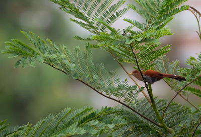 <i class='fa fa-user'></i> charlysax |   Eekhoornkoekoek  <i class='fa fa-eye'> 186</i>  <i class='fa fa-thumbs-up'> 9</i>   <i class='fa fa-comment-o'> 9</i>