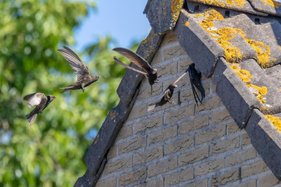 <i class='fa fa-user'></i> Louis56 |   Gierzwaluw  <i class='fa fa-eye'> 416</i>  <i class='fa fa-thumbs-up'> 5</i>   <i class='fa fa-comment-o'> 5</i>