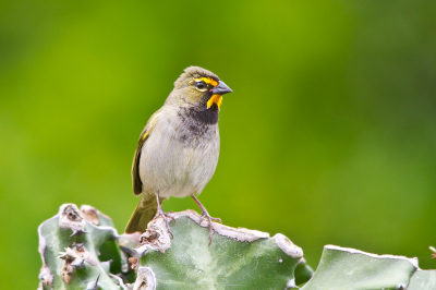 <i class='fa fa-user'></i> gras4711 |   Grote Cubavink  <i class='fa fa-eye'> 326</i>  <i class='fa fa-thumbs-up'> 5</i>   <i class='fa fa-comment-o'> 3</i>