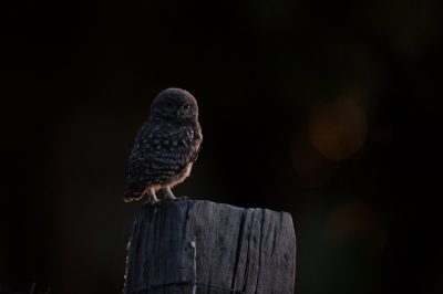 <i class='fa fa-user'></i> Adri Gr Nuelend |   Steenuil  <i class='fa fa-eye'> 281</i>  <i class='fa fa-thumbs-up'> 16</i>   <i class='fa fa-comment-o'> 5</i>