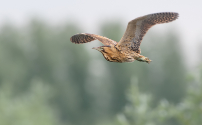 <i class='fa fa-user'></i> Hans Overduin |   Roerdomp  <i class='fa fa-eye'> 381</i>  <i class='fa fa-thumbs-up'> 3</i>   <i class='fa fa-comment-o'> 7</i>