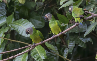 <i class='fa fa-user'></i> Lennart Verheuvel |   Weddells Aratinga  <i class='fa fa-eye'> 187</i>  <i class='fa fa-thumbs-up'> 4</i>   <i class='fa fa-comment-o'> 2</i>