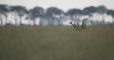 Soms heb je van die avonden,,,alles valt op z,n plek...je gaat midden in de natuur zitten,een serene rust en voor je neus ,allerlei mooi beelden !.
Ik ben totaal niet spiritueel ,maar op zo,n moment voel ik me even een met de natuur!
Van die zeldzame momenten van gelukzaligheid....(als ik t zo teruglees wellicht wat lyrisch ...maar zo was t)