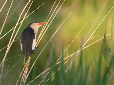 <i class='fa fa-user'></i> Marcel van der Tol |   Woudaap  <i class='fa fa-eye'> 571</i>  <i class='fa fa-thumbs-up'> 25</i>   <i class='fa fa-comment-o'> 10</i>